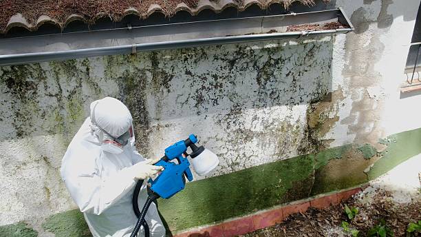 Top rated local Bathroom Mold Removal specialists in Stevensville, MD